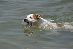 schwimmender Jack Russell Terrier