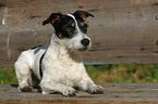 liegender Jack Russell Terrier