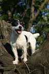 stehender Jack Russell Terrier