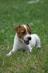 Jack Russell Terrier Welpe