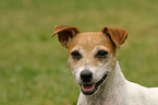 Jack Russell Terrier Portrait