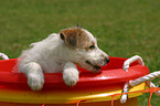 Jack Russell Terrier Welpe