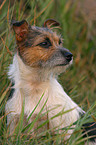 Jack Russell Terrier Portrait