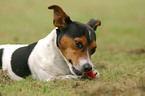 spielender Jack Russell Terrier