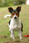 stehender Jack Russell Terrier