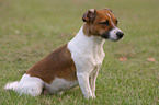 sitzender Jack Russell Terrier