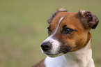 Jack Russell Terrier Portrait