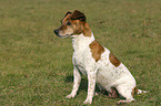 sitzender Jack Russell Terrier