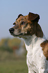 Jack Russell Terrier Portrait