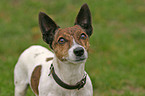 Jack Russell Terrier Portrait