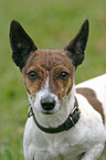 Jack Russell Terrier Portrait