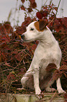 Jack Russell Terrier im Herbst