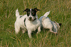 2 Jack Russell Terrier