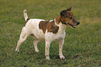 stehender Jack Russell Terrier