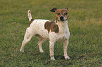 stehender Jack Russell Terrier