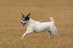 rennender Jack Russell Terrier