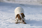 junger Jack Russell Terrier