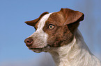 junger Jack Russell Terrier