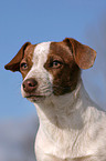 junger Jack Russell Terrier