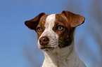 junger Jack Russell Terrier