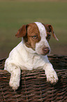 junger Jack Russell Terrier