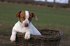 junger Jack Russell Terrier