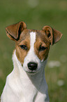 Jack Russell Terrier Portrait