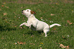 junger Jack Russell Terrier