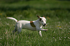 rennender Jack Russell Terrier