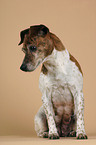 sitzender Jack Russell Terrier