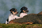 2 Jack Russell Terrier Welpen