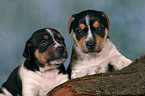 2 Jack Russell Terrier Welpen