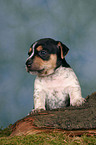 Jack Russell Terrier Welpe