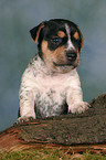 Jack Russell Terrier Welpe