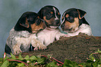 3 Jack Russell Terrier Welpen im Studio