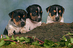 3 Jack Russell Terrier Welpen im Studio