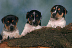 3 Jack Russell Terrier Welpen im Studio