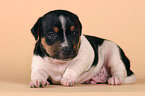 Jack Russell Terrier Welpe im Studio