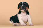 Jack Russell Terrier Welpe im Studio