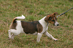 Jack Russell Terrier