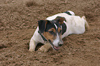 Jack Russell Terrier