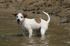 badender Jack Russell Terrier