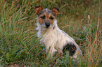 sitzender Jack Russell Terrier