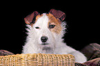 Jack Russell Terrier im Krbchen