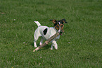 Jack Russell Terrier