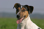 Jack Russell Terrier Portrait