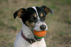 Jack Russell Terrier Portrait