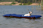 Jack Russell Terrier auf Luftmatratze