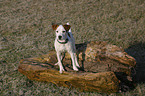 stehender junger Jack Russell Terrier