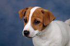 Jack Russell Terrier Welpe